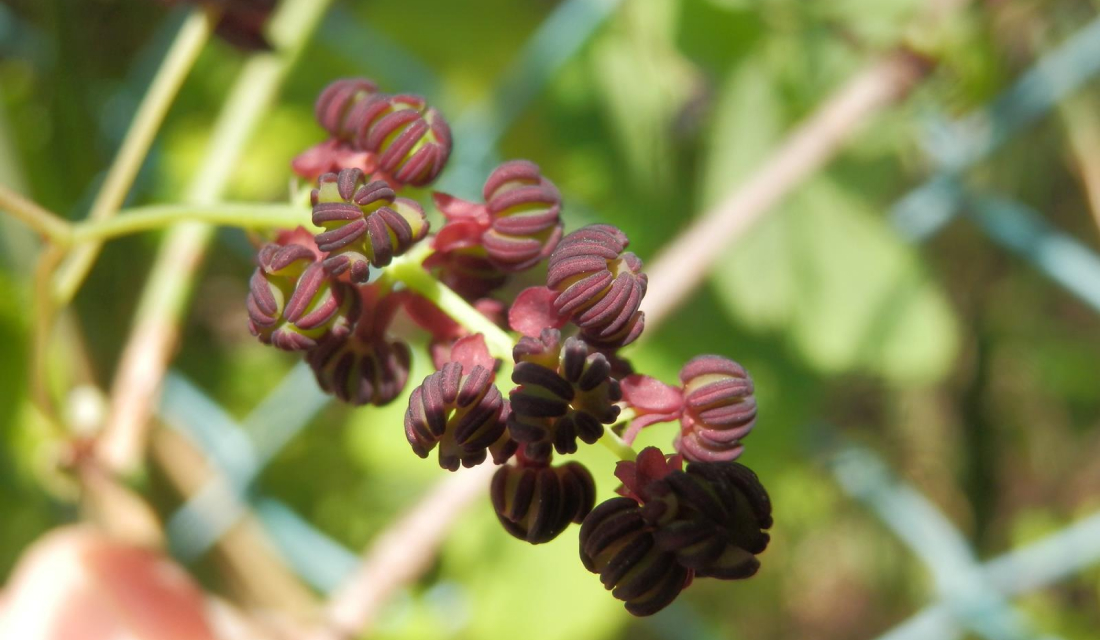 ある日のことです。アケビの花びらから天然酵母を発見しました。